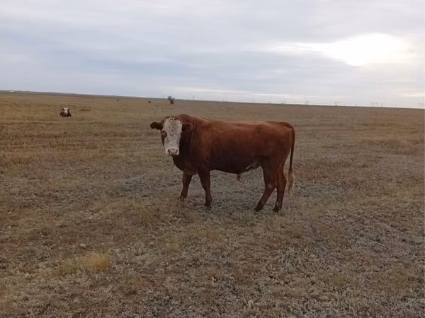 公牛, Kazakh White-headed cow — 哈萨克斯坦