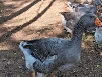 Geese — foto 7