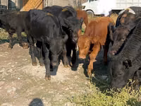 Букачар, Швиц породу — сүрөт 3