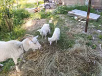 تيس, الماعز — الصورة 3