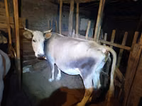 Сиыр, Simmental cattle — 2-сурет
