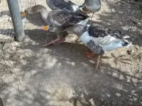 Каздар — сүрөт 3