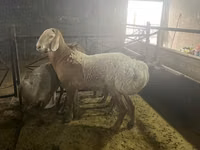 Қошқар, Arashan sheep — 3-сурет