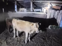 公牛, Cattle — 照片 2