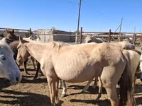 Yegua, Horse breed — foto 6