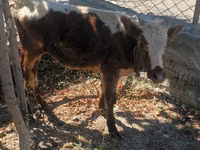 母牛, Cattle — 照片 2