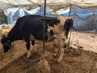 Kuh, Holstein-Rasse — Foto 3