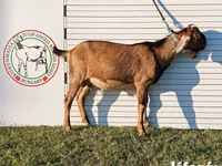 Ziegenbock, Nubian Goat — Foto 8