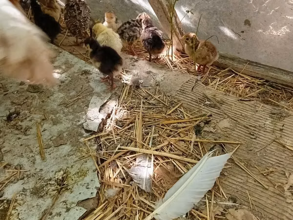 Turkeys — Kirgisistan