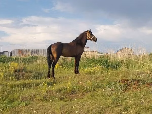 Айғыр, Kazakh horse