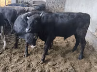 Toro, Karaku — foto 7