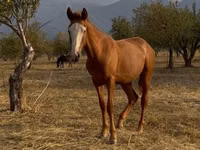 حصان, Tiger horse — الصورة 3