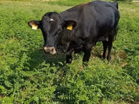 Bulle, Aberdeen-Angus — Foto 2