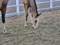 Hengst, Akhal-Teke — Foto 3