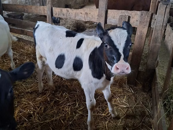 母牛, Russian Black pied cattle
