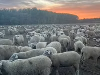 Schaf, Schafe — Foto 6