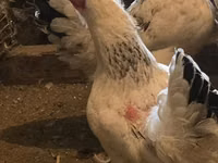Brahma — Foto 3