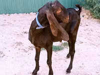 Ziegenbock, Nubian Goat — Foto 4