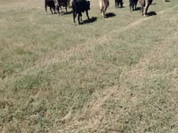 गाय, Latvian Blue cattle — फ़ोटो 1