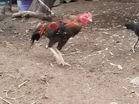 Chickens — الصورة 2