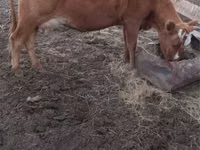 गाय, Swiss cattle — फ़ोटो 2