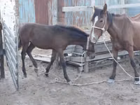 فرس, Kazakh horse — الصورة 3