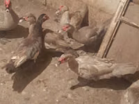 Ducks — 5-сурет