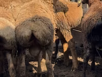Widder, Arashan sheep — Foto 5