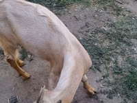 تيس, Nubian Goat — الصورة 1