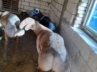 Қошқар, Arashan sheep — 3-сурет