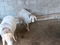 نعجة, Arashan sheep — الصورة 2