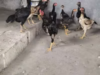 Chickens — Foto 3