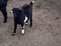 Goat, Goats — photo 5