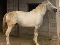 घोड़ा, Kazakh horse — फ़ोटो 1
