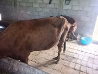 Cow, Cattle — photo 4