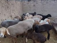 Schaf, Arashan sheep — Foto 2