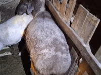 Schaf, Adal sheep — Foto 1