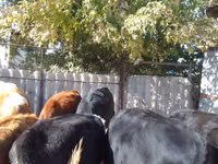 Rinder (Partie, Geschlecht nicht angegeben), Swiss cattle — Foto 3