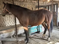 Hengst, Manipuri pony — Foto 2