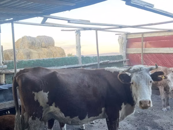 Kuh, Simmental cattle