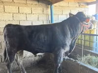 ثور, Swiss cattle — الصورة 1