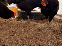 Chickens — الصورة 3