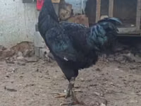 Chickens — photo 4