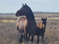 公马, Horses — 照片 3