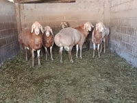 Қошқар, Arashan sheep — 3-сурет