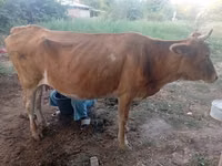 母牛, Cattle — 照片 2
