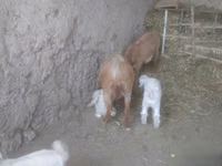Ziege, Alpine goat — Foto 6