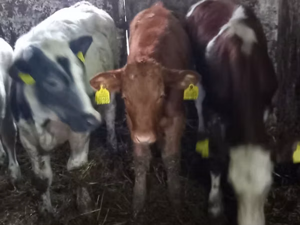 Vaca, Ganado vacuno