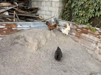 Chickens — Foto 1