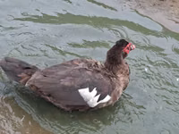Geese — 1-rasm